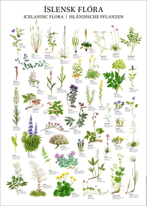 Íslensk flóra - veggspjald