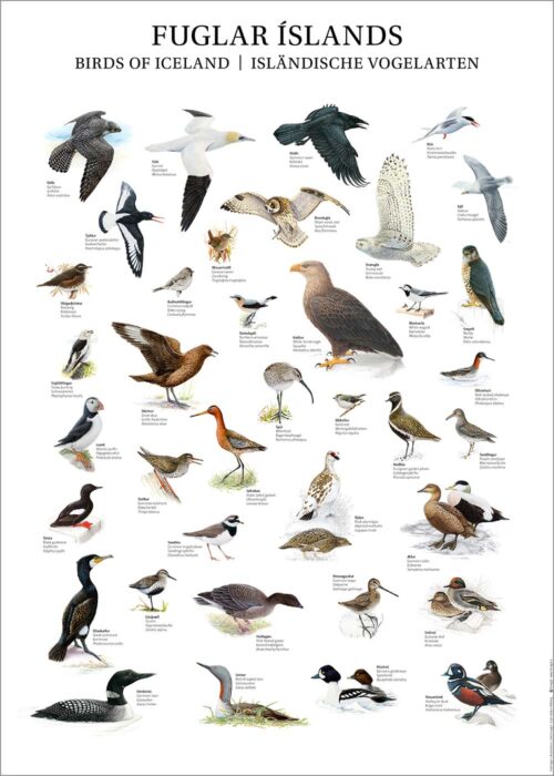 Fuglar Íslands - veggspjald