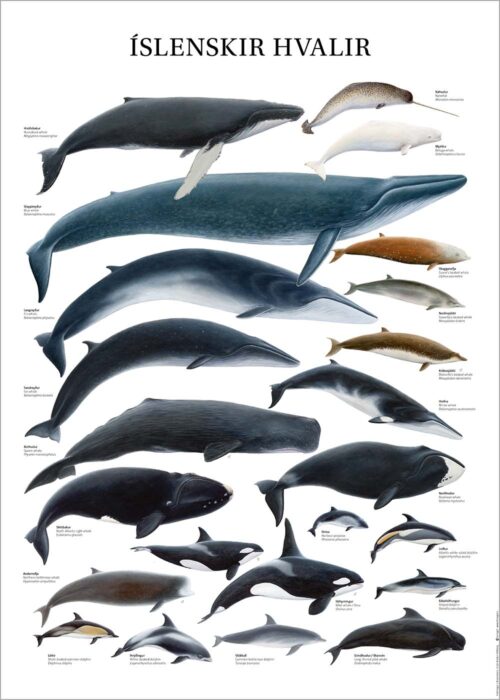 Íslenskir hvalir - veggspjald