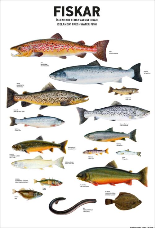 Ferskvatnsfiskar - veggspjald