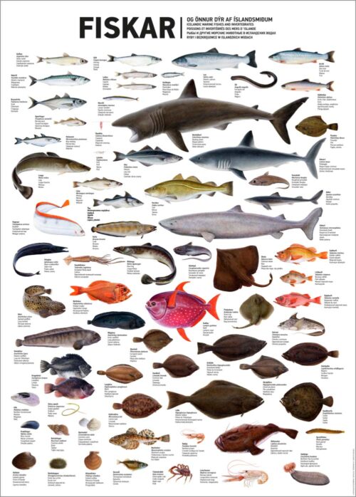 Íslenskir fiskar - veggspjald